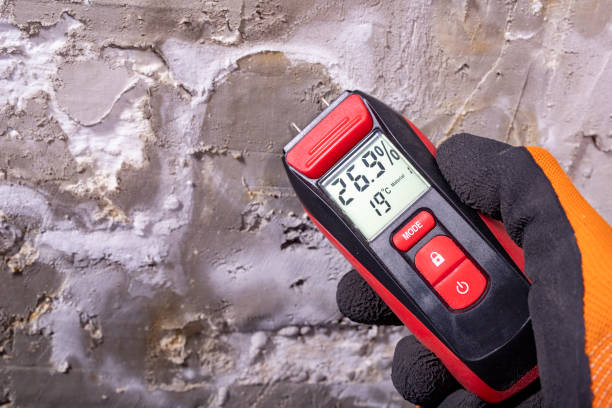 Best Mold Damage Repair  in Mount Washington, KY