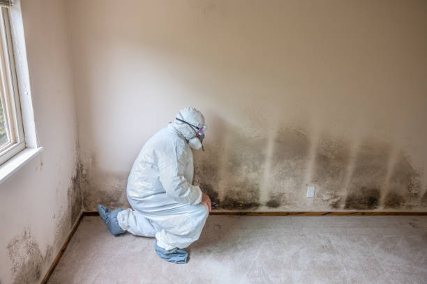 Best Black Mold Removal  in Mount Washington, KY