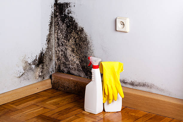 Best Mold Removal and Inspection  in Mount Washington, KY