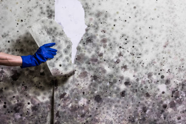 Best Mold Remediation  in Mount Washington, KY