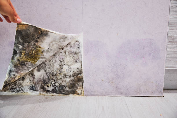 Mold Removal and Inspection in Mount Washington, KY